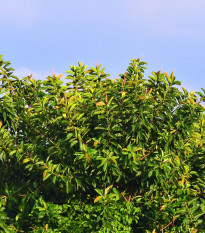 Fíkovník indický - Ficus benghalensis - semena fíkovníku - 5 ks