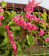 Антигонон мексикански - Antigonon leptopus - семена антигонон - 15 бр.