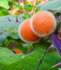 Chlupatý pomeranč - Solanum quitoense - semena pomeranče - 5 ks
