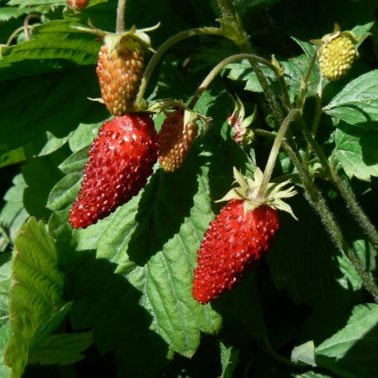 Jahodník Rujana - Fragaria vesca - semena jahodníku - 200 ks