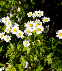 Řimbaba obecná - Chrysanthemum parthenium - semena řimbaby - 15 ks