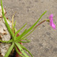 Tučnice mexická - Pinguicula moctezumae - semena tučnice - 13 ks