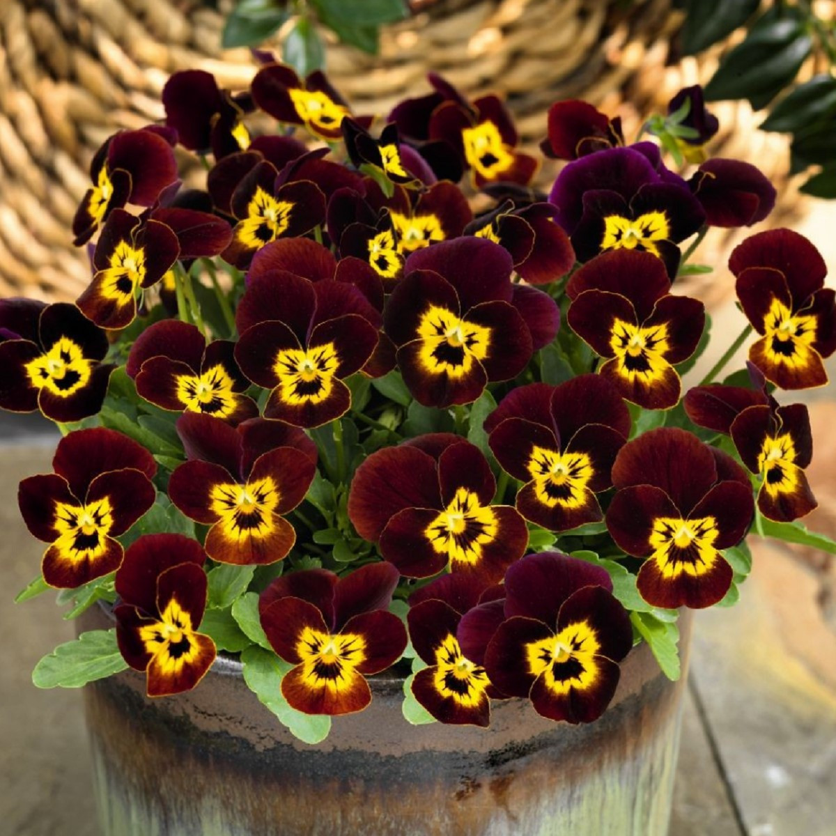 Violka rohatá Ruby Gold - Viola cornuta - semena violky - 20 ks