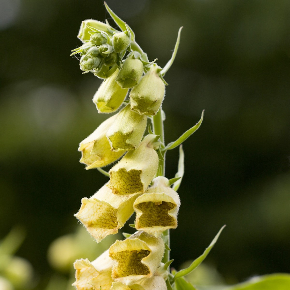 Náprstník žlutý - Digitalis lutea - semena náprstníku - 60 ks