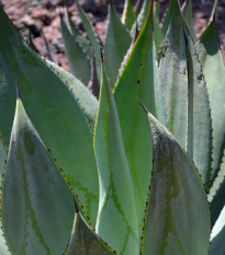 Агаве мармората - Agave marmorata - семена агаве - 20 бр.