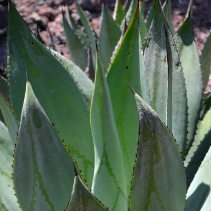 Агаве мармората - Agave marmorata - семена агаве - 20 бр.