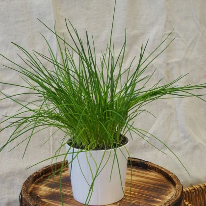 Pažitka pražská - Allium schoenoprasum L. - semena pažitky - 750  ks