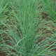 Pažitka Bohemia - Allium schoenoprasu - semena pažitky - 400 ks