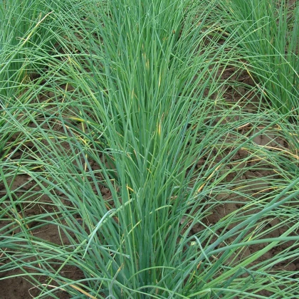 Pažitka Bohemia - Allium schoenoprasu - semena pažitky - 400 ks