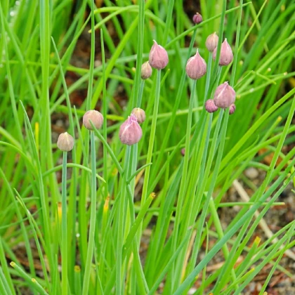 BIO Pažitka - Allium schoenoprasum L. - bio semena pažitky - 200 ks