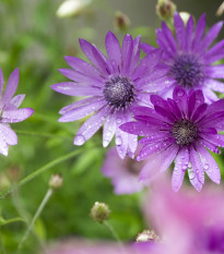 Suchokvět roční směs - Xeranthemum annuum mix - semena suchokvětu - 200 ks
