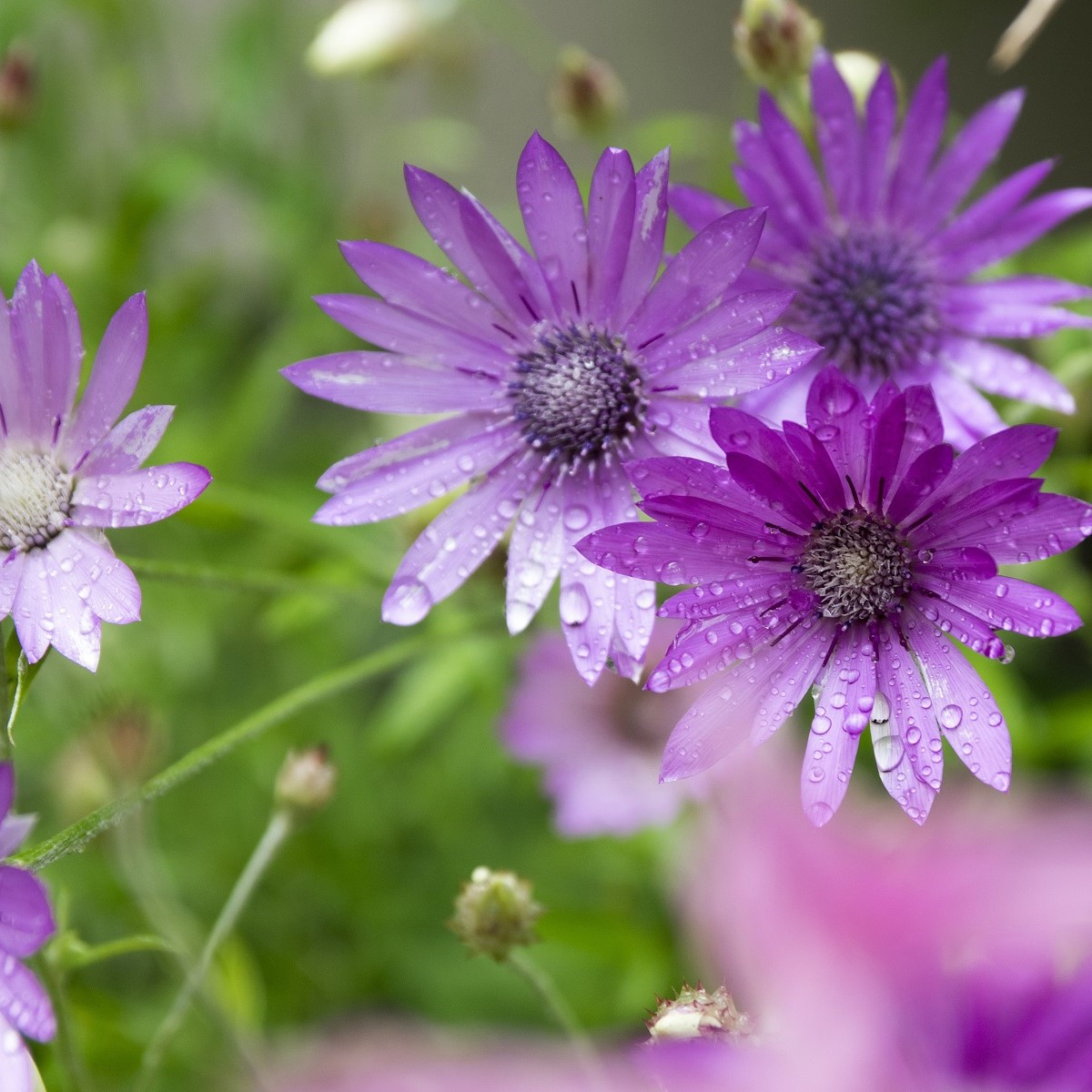 Suchokvět roční směs - Xeranthemum annuum mix - semena suchokvětu - 200 ks
