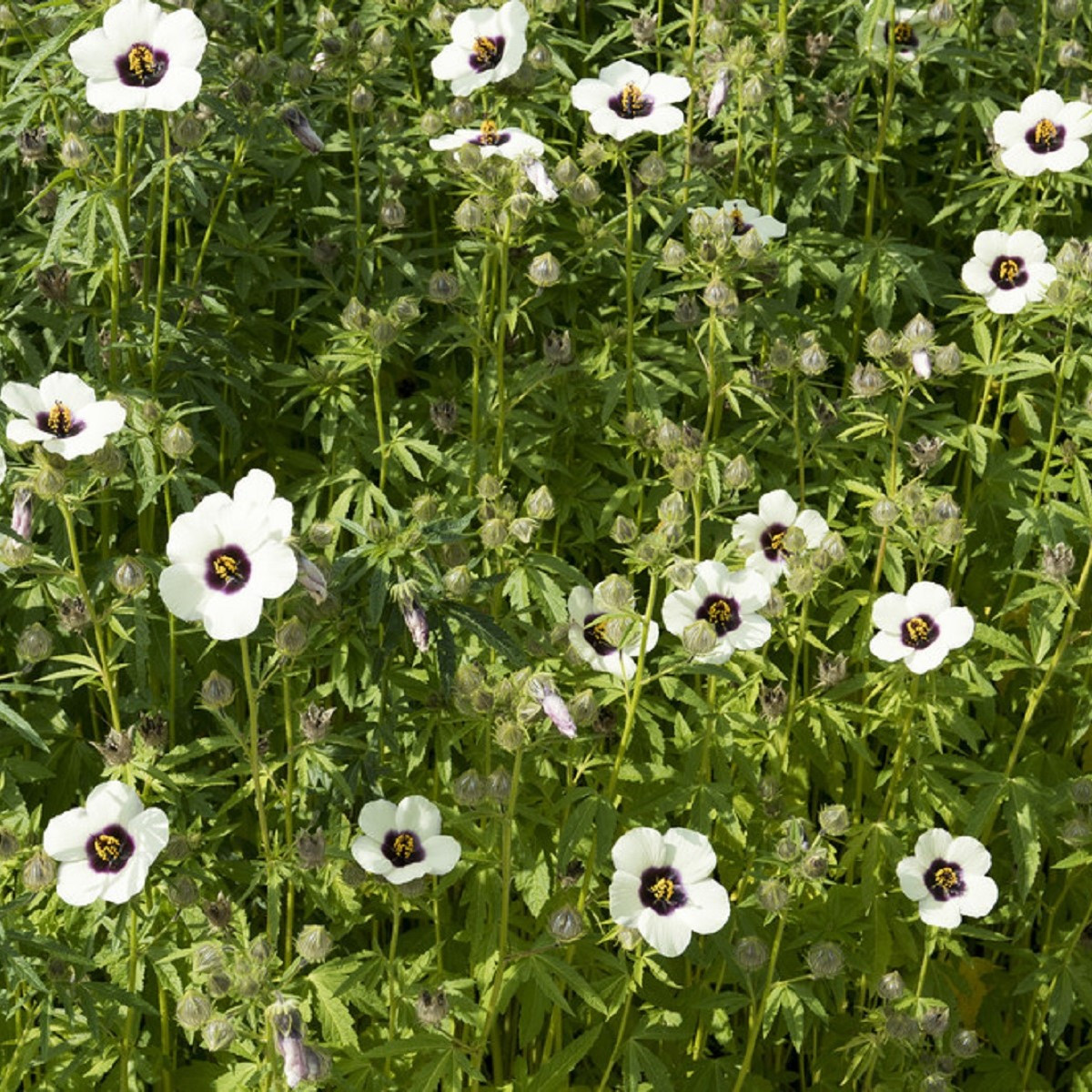 Ibišek konopný - Hibiscus cannabinus - semena ibišku - 6 ks