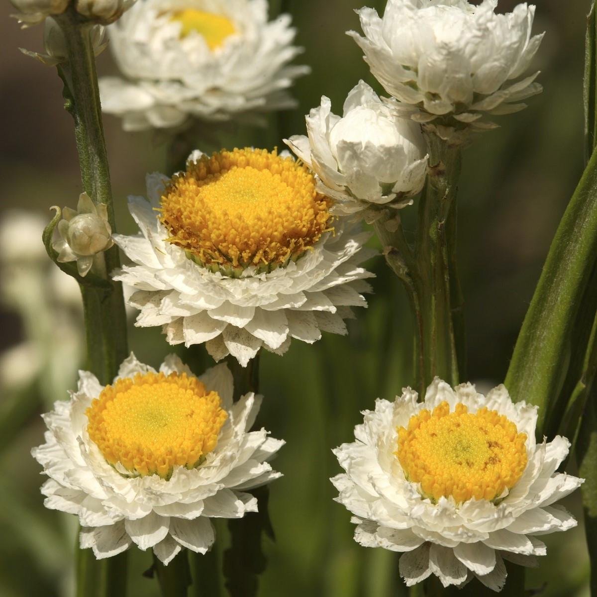 Slaměnka křídlatá - Ammobium alatum grandiflorum - semena slaměnky - 100 ks
