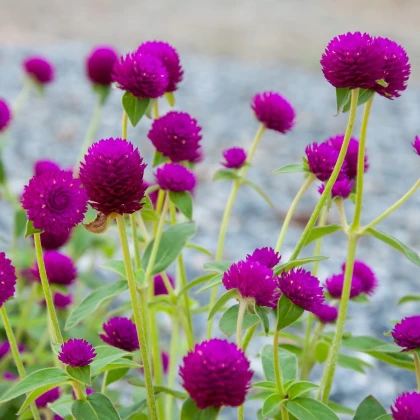 Pestrovka kulovitá fialová - Gomphrena globosa - semena pestrovky - 25 ks