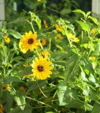 Слънчоглед слаб микс - Helianthus debilis микс - семена слънчоглед - 15 бр.
