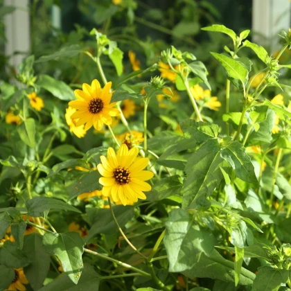 Slunečnice slabá směs - Helianthus debilis mix - semena slunečnice - 7 ks
