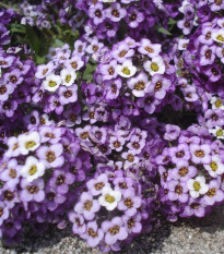 Tařicovka přímořská Fialová královna - Alyssum maritimum - semena tařicovky - 1 g