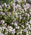 BIO Tymián - Thymus vulgaris - bio semena tymiánu - 500 ks