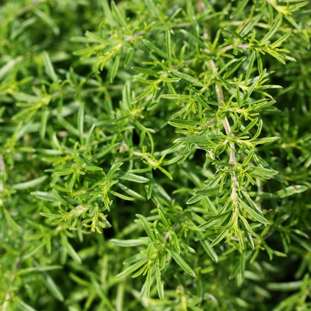 BIO Saturejka horská - Satureja hortensis - bio semena saturejky - 500 ks