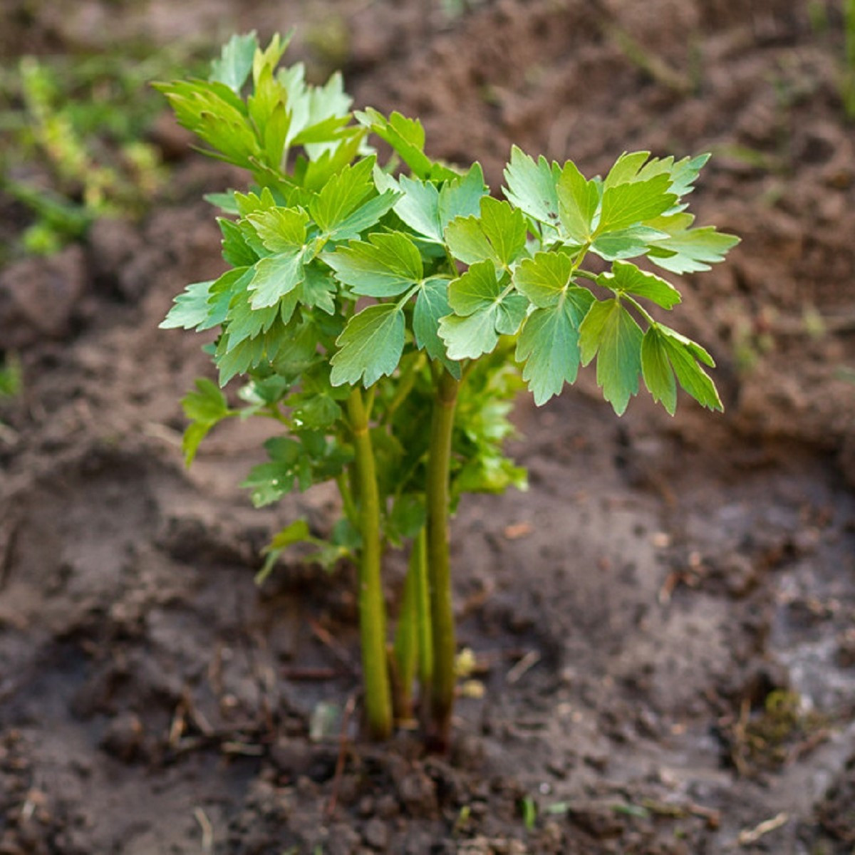 BIO Libeček - Levisticum officinale - bio semena libečku - 120 ks