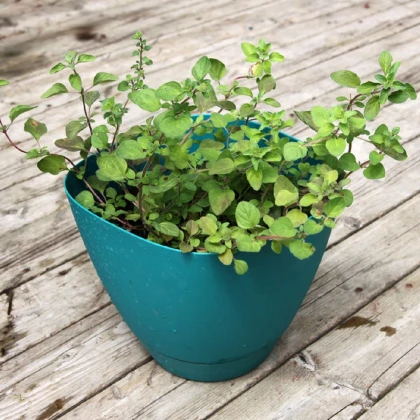 BIO Řecké oregano - Origanum hirtum - bio semena oregana - 250 ks