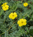 Kotvičník zemní - Tribulus terrestris - semena kotvičníku - 7 ks