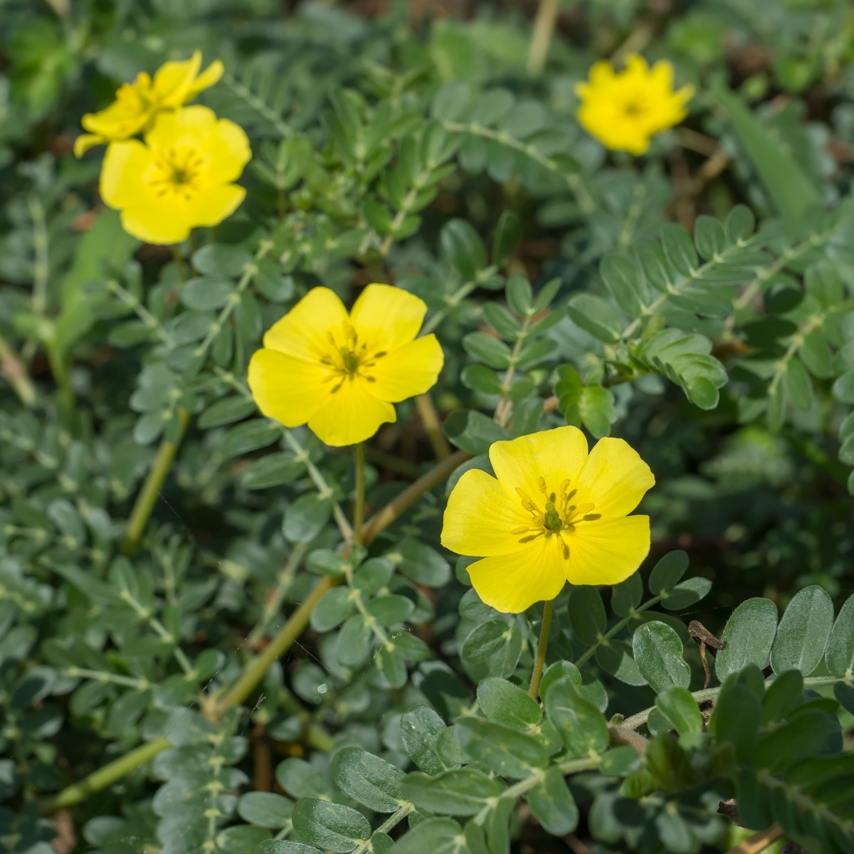 Kotvičník zemní - Tribulus terrestris - semena kotvičníku - 7 ks