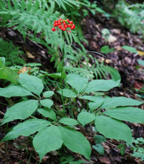 Ženšen pravý - Panax ginseng - semena ženšenu - 2 ks
