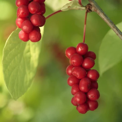Schizandra čínská - Schisandra chinensis - semena schizandry - 6 ks