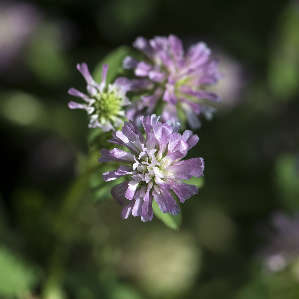 Jetel zvrácený - Trifolium resupinatum - semena jetele - 100 ks