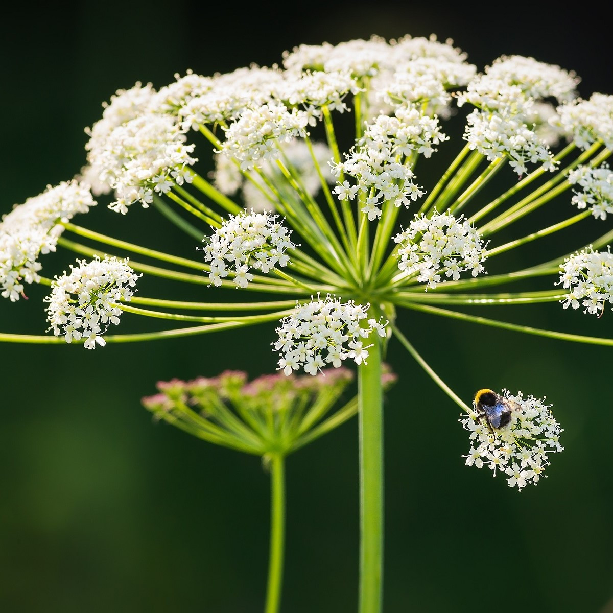 Kerblík lesní - Anthriscus sylvestris - semena kerblíku - 0,5 g