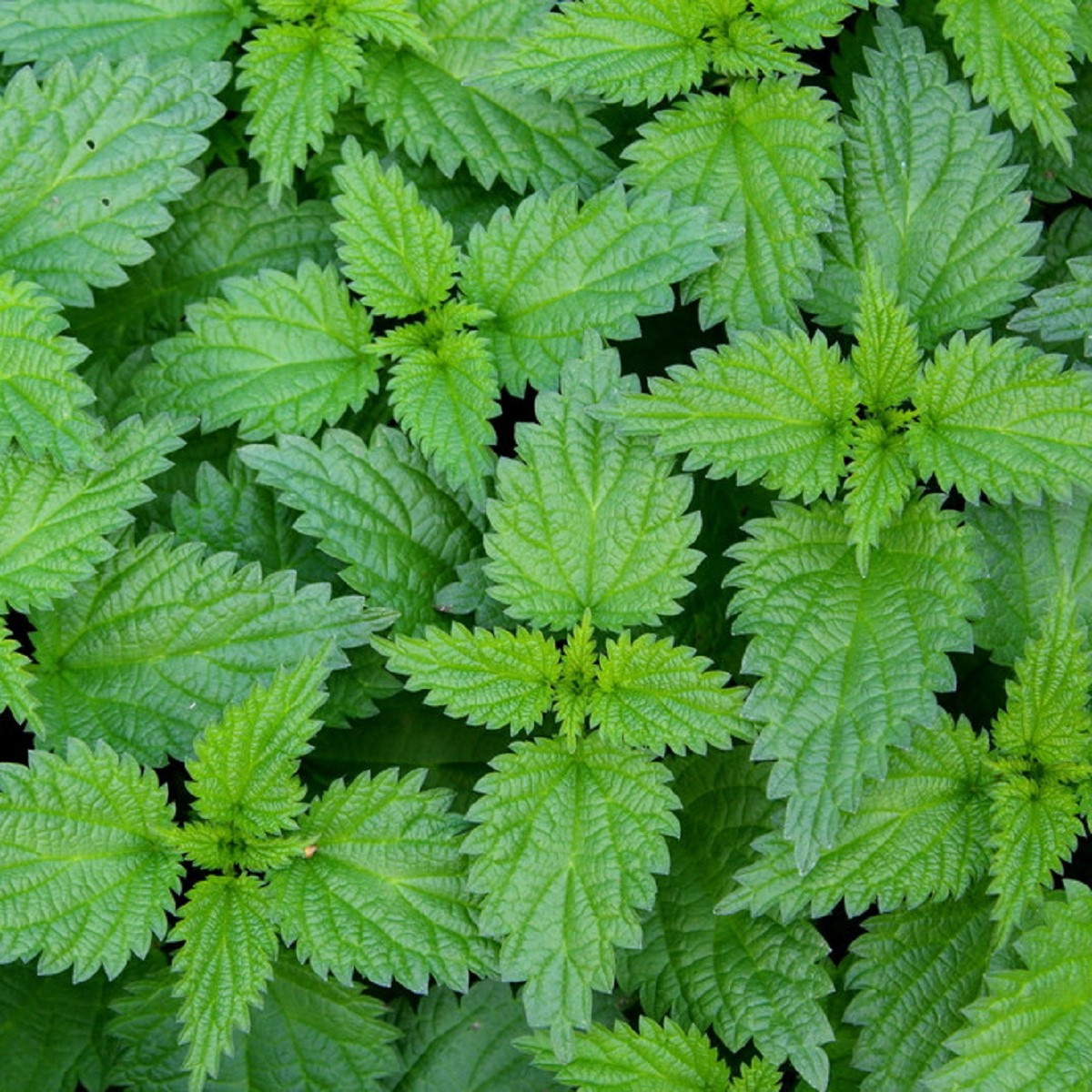 Kopřiva dvoudomá - Urtica dioica - semena kopřivy - 800 ks