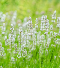 Levandule lékařská Ellegance Snow - Lavandula angustifolia - semena levandule - 15 ks