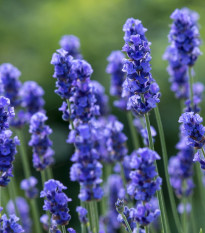 Levandule lékařská Provence Blue - Lavandula angustifolia - semena levandule - 15 ks