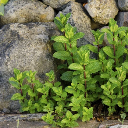 Máta klasnatá - Mentha viridis - semena máty - 25 ks
