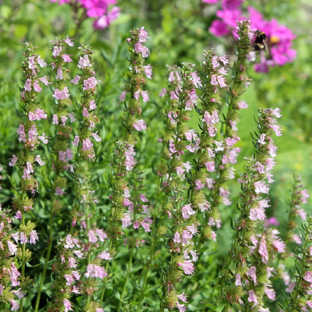 Yzop lékařský růžový - Hyssopus officinalis - semena yzopu - 100 ks