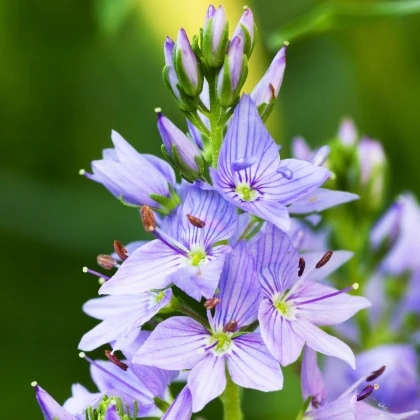 Rozrazil lékařský - Veronica officinalis - semena rozrazilu - 30 ks