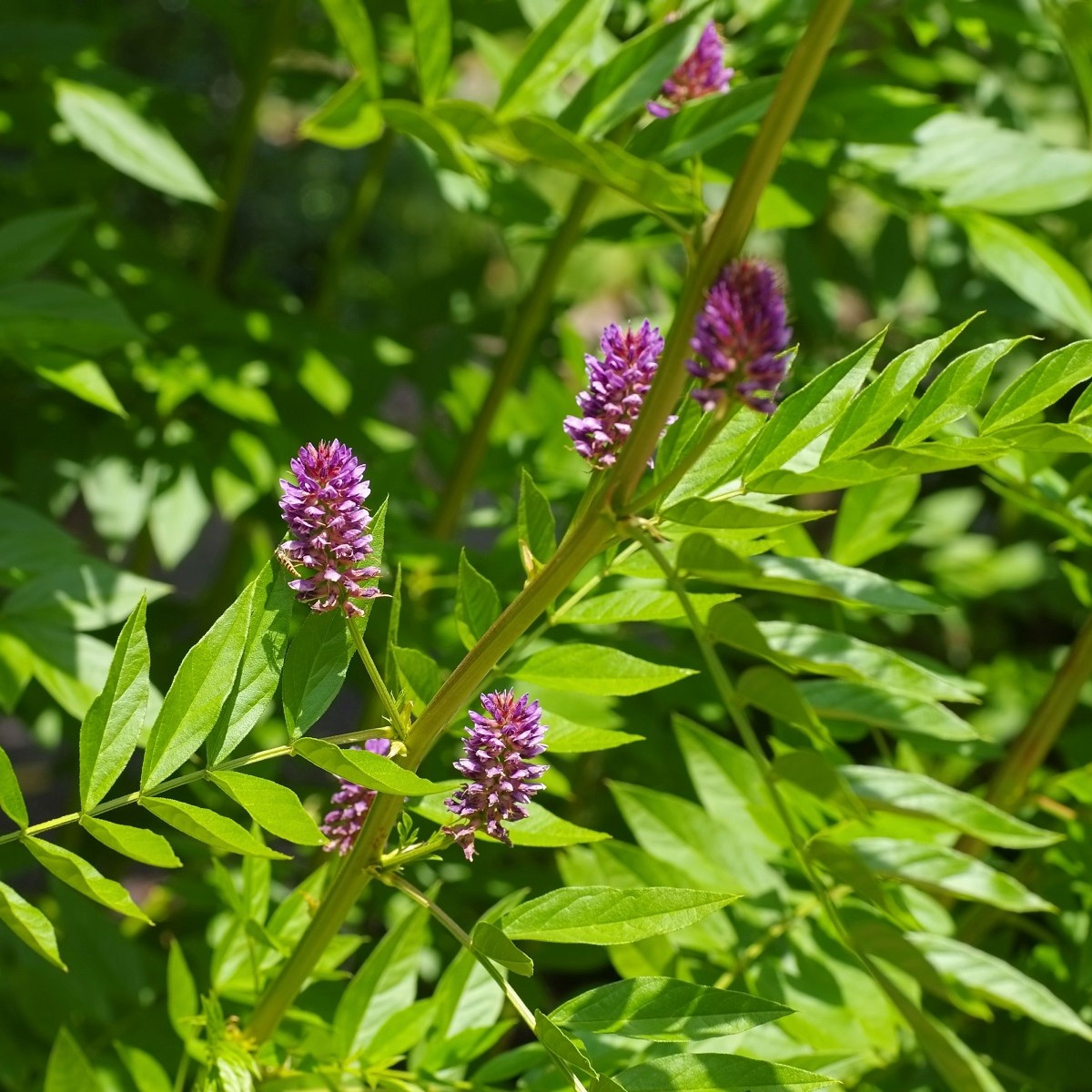 Lékořice lysá - Glycyrrhiza glabra - semena lékořice - 4 ks