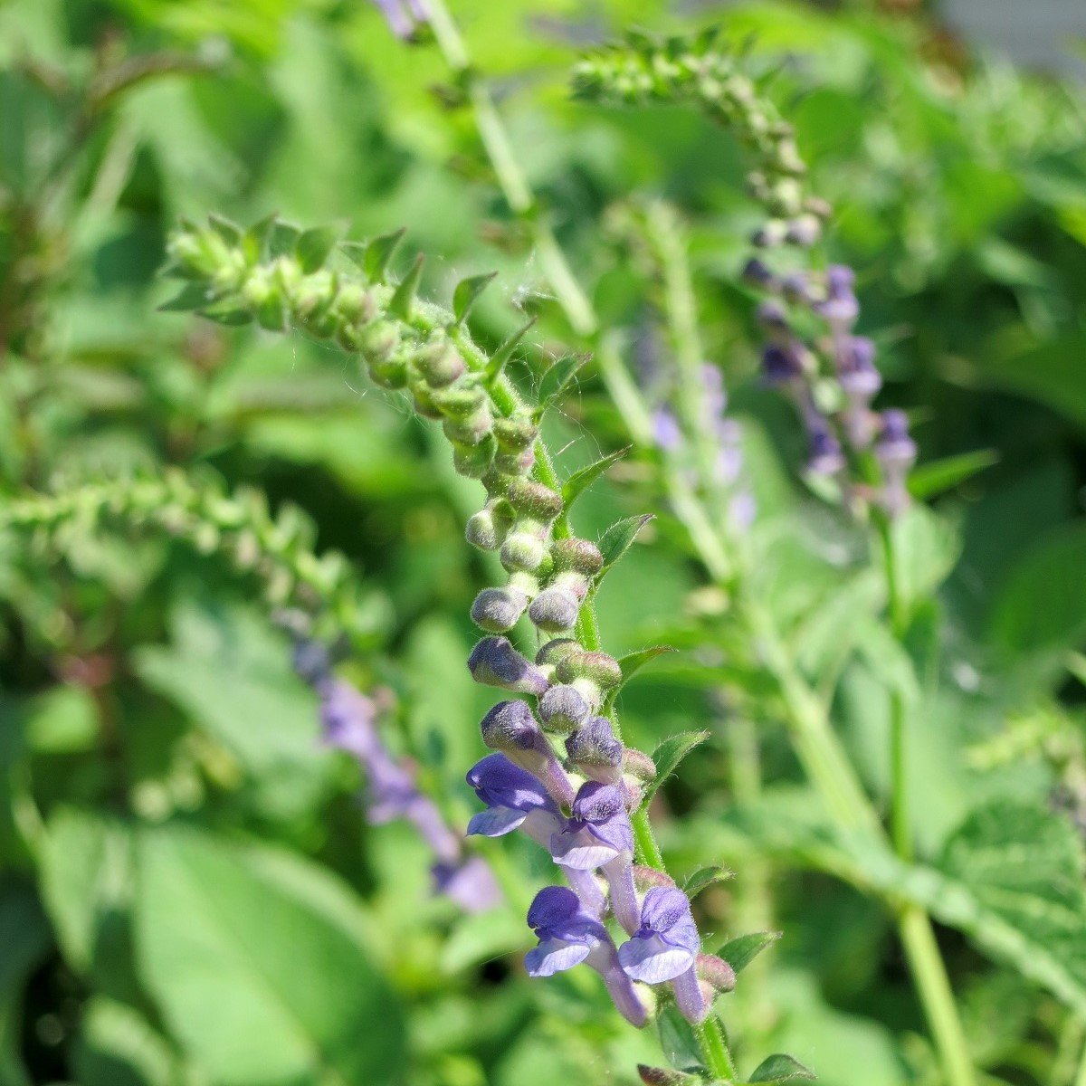 Šišák bajkalský - Scutellaria baicalensis - semena šišáku - 15 ks
