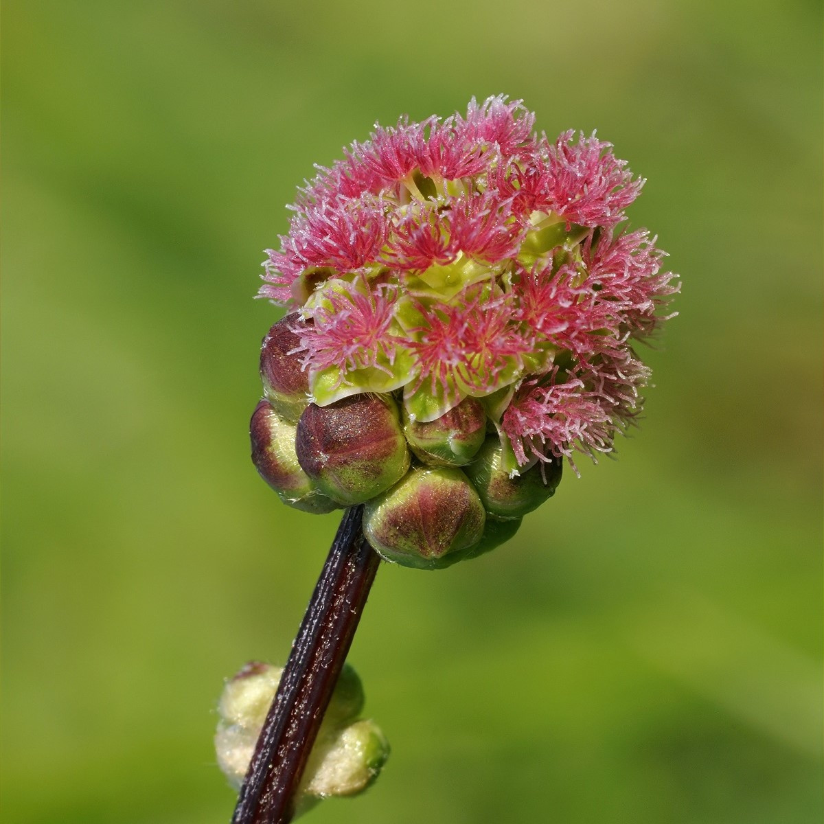 Krvavec menší - Sanguisorba minor - semena krvavce - 8 ks