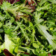 BIO Divoká roketa úzkolistá - Wild rocket - Křez - Diplotaxis tenuiflora - bio semena rokety - 250 ks