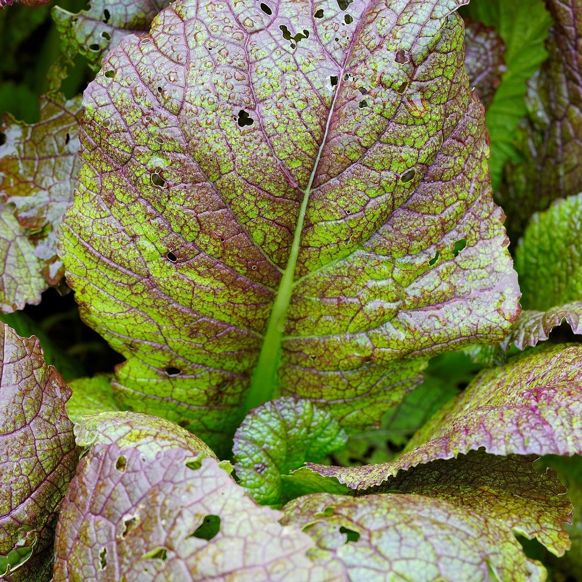 Hořčice habešská - Brassica carinata - semena hořčice - 250 ks