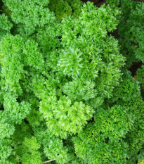 Petržel kadeřavá - Petroselinum crispum convar. vulgare - semena petržele - 500 ks
