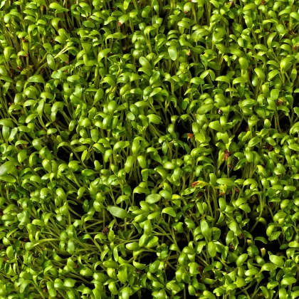 Řeřicha Krause - Lepidium sativum - semena řeřichy - 650 ks