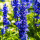Šalvěj Victoria Blue - Salvia farinacea - semena šalvěje - 20 ks