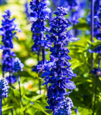 Šalvěj Victoria Blue - Salvia farinacea - semena šalvěje - 20 ks