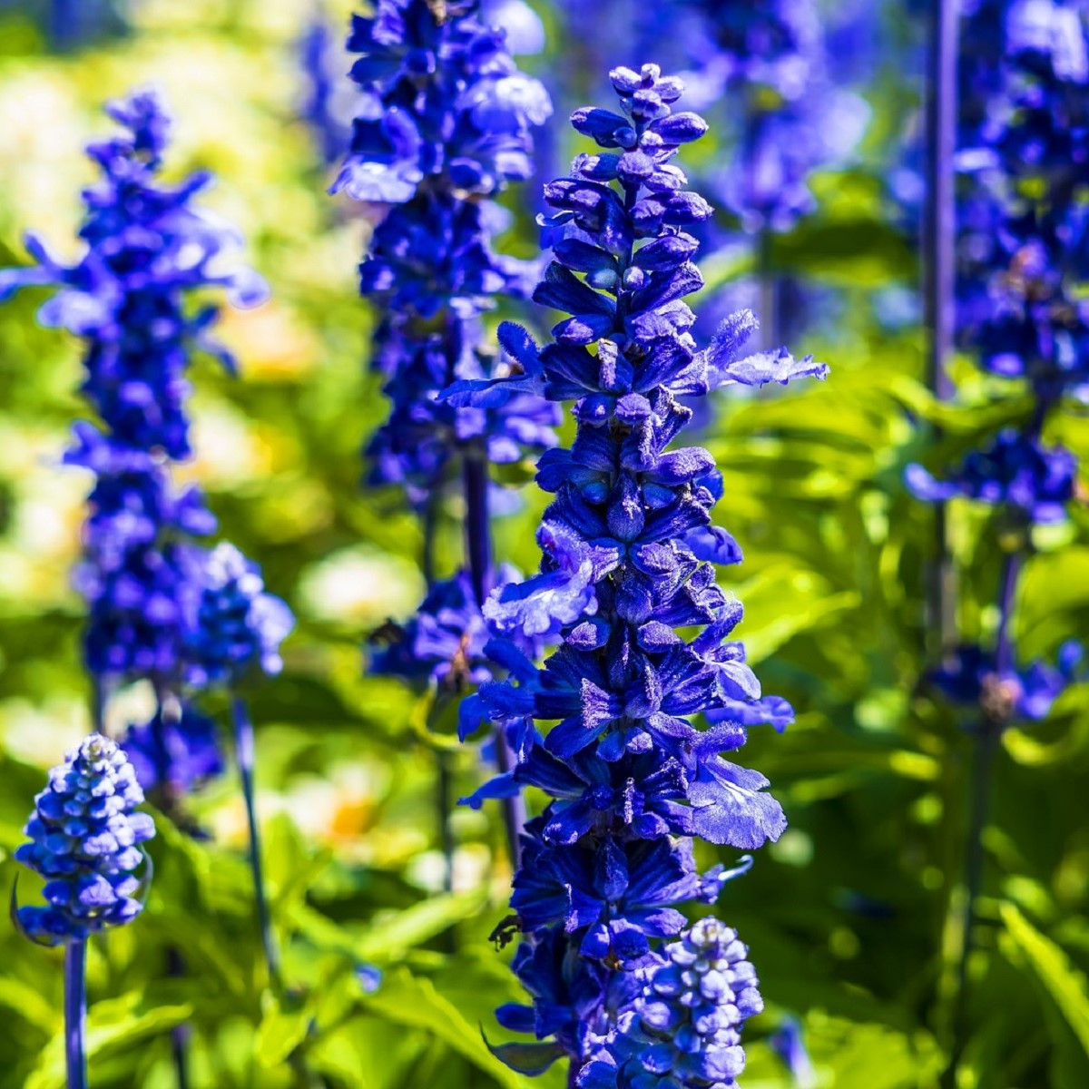 Šalvěj pomoučená Strata - Salvia farinacea - semena šalvěje - 20 ks