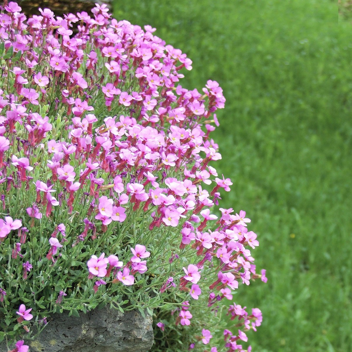 Huseník brvolistý Spring Charm - Arabis blepharophylla - semena huseníku - 30 ks