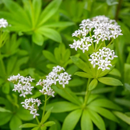 Svízel vonný - Galium odoratum - semena - 10 ks
